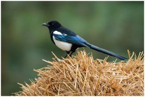 11028720715_5da1b6550d