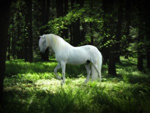 mystical_forest_by_arabiian-d3ilyfs