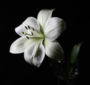 lily-73098_640