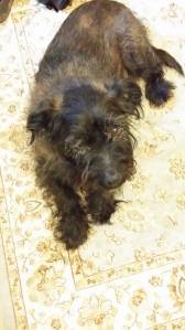 1622238_10152142247727978_919311498_n