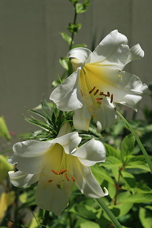 300px-Easter_Lilies-Lilium_longiflorum